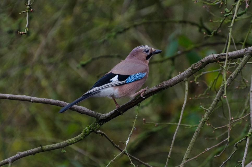 Latest Sightings